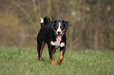 BOUVIER D'APPENZELL 094